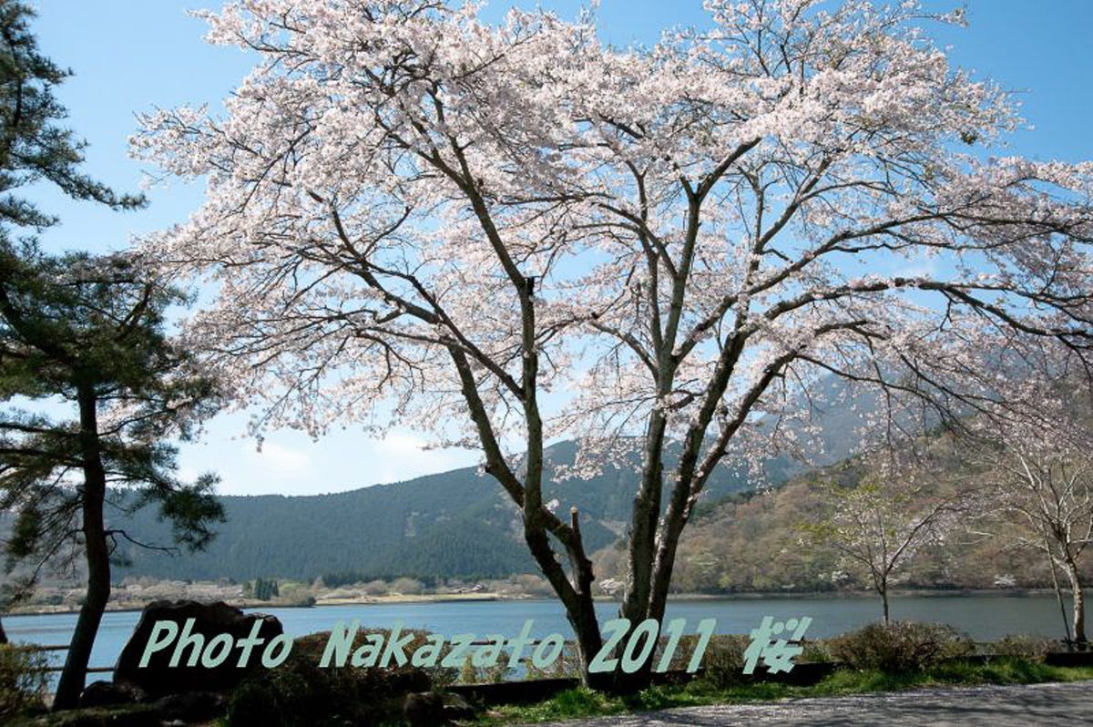 田貫湖の桜